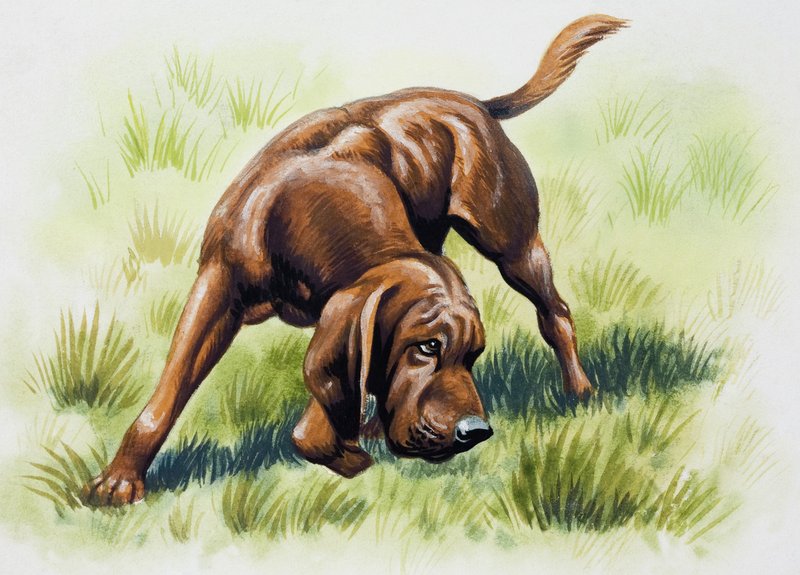 Chien brun - English School