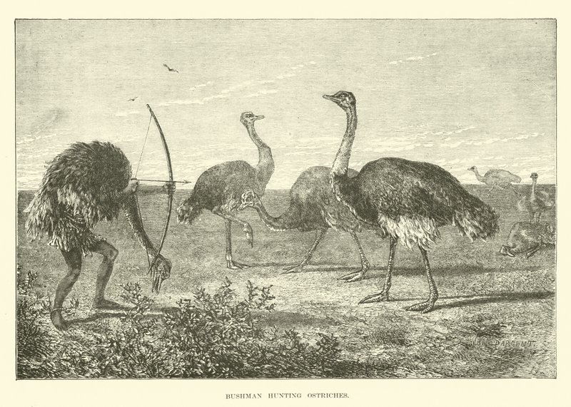 Bushman chassant des autruches - English School