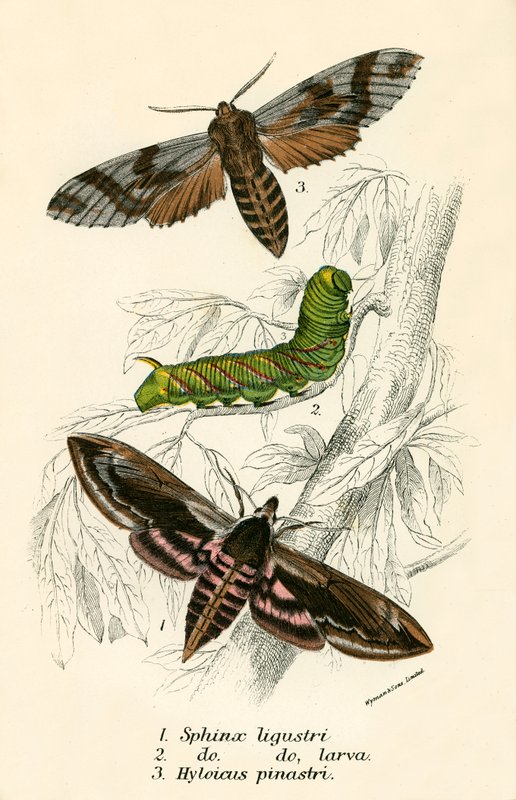 Papillons - English School