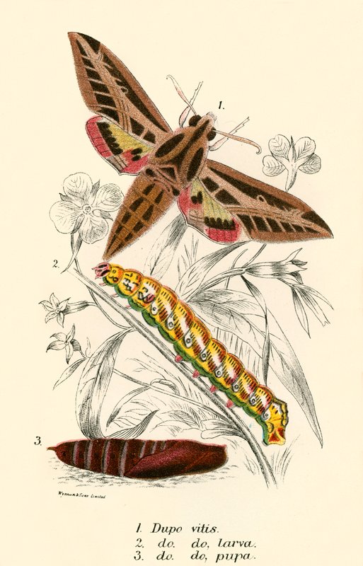 Papillons - English School