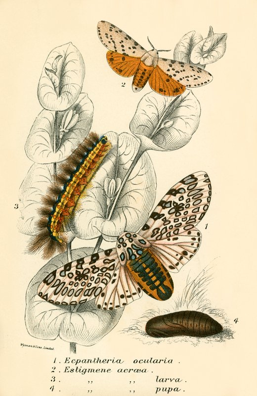 Papillons - English School