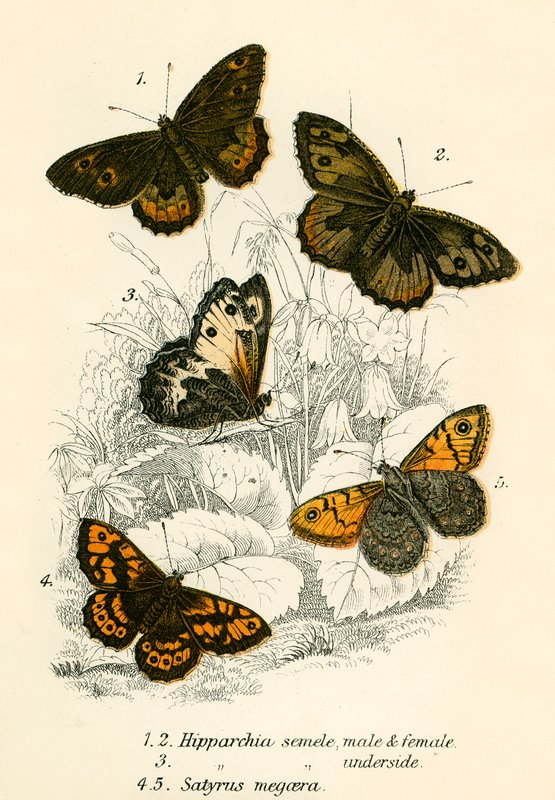 Papillons - English School
