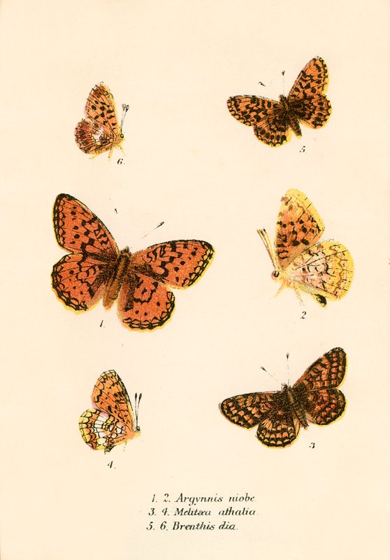 Papillons - English School