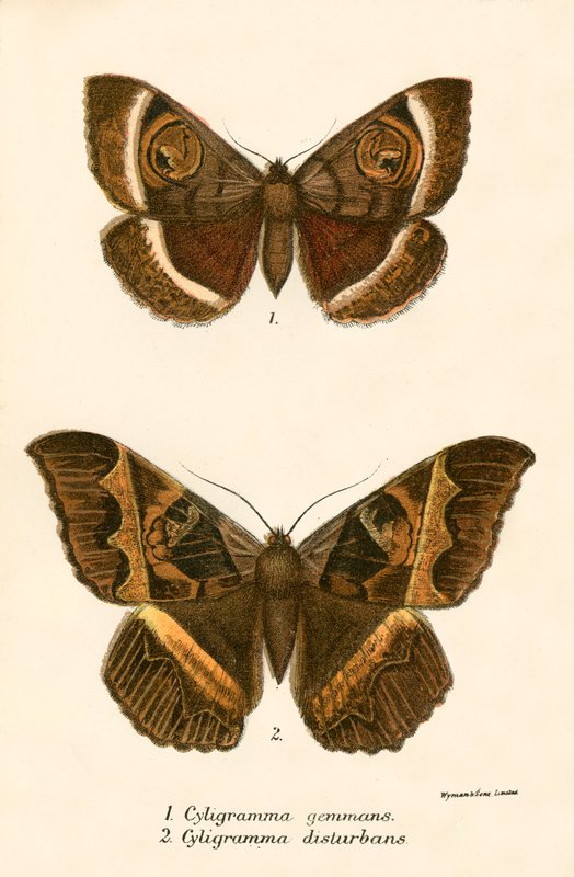 Papillons - English School