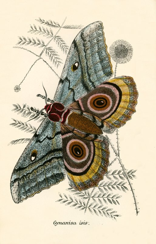 Papillons - English School