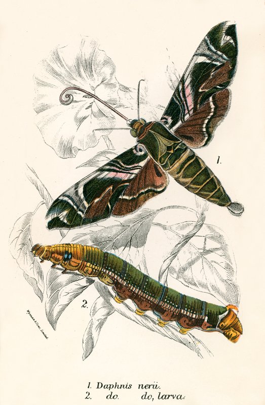 Papillons - English School