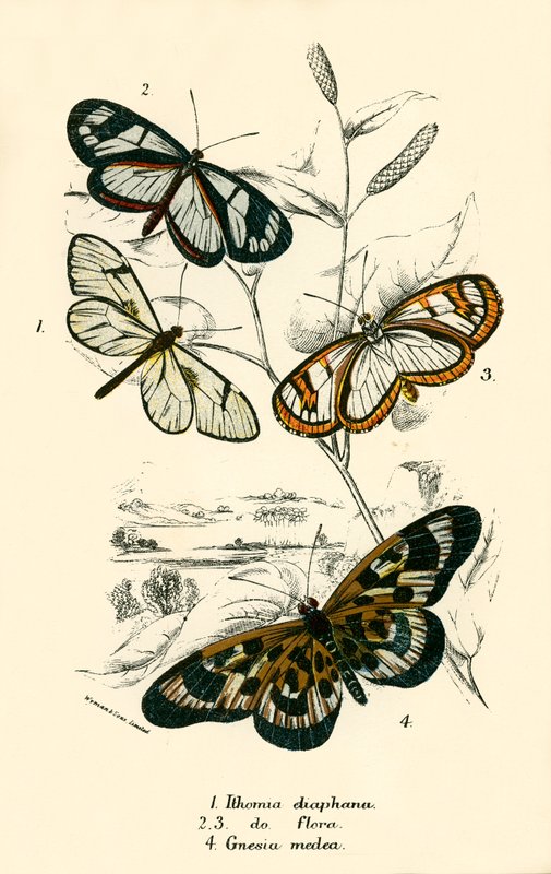 Papillons - English School
