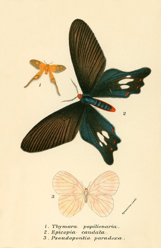 Papillons - English School