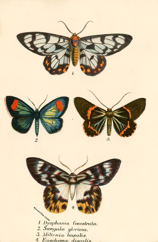 Papillons - English School
