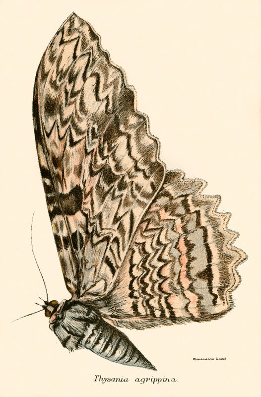 Papillons - English School