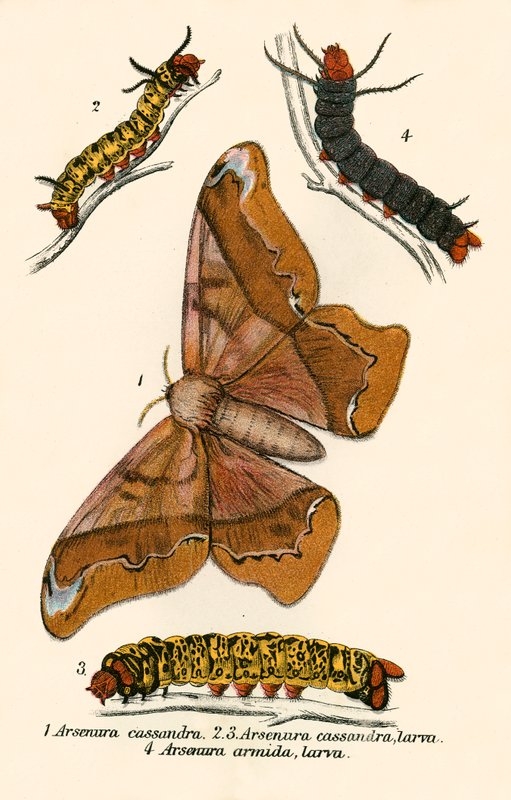 Papillons - English School