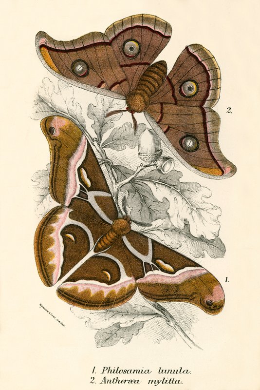 Papillons - English School