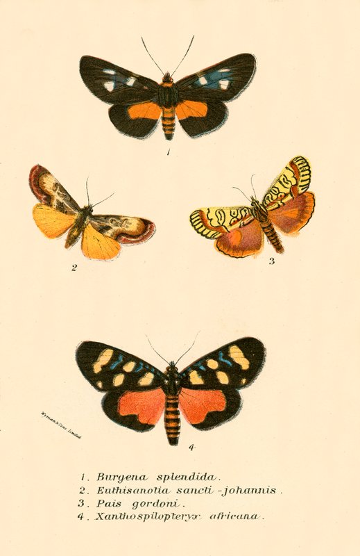 Papillons - English School