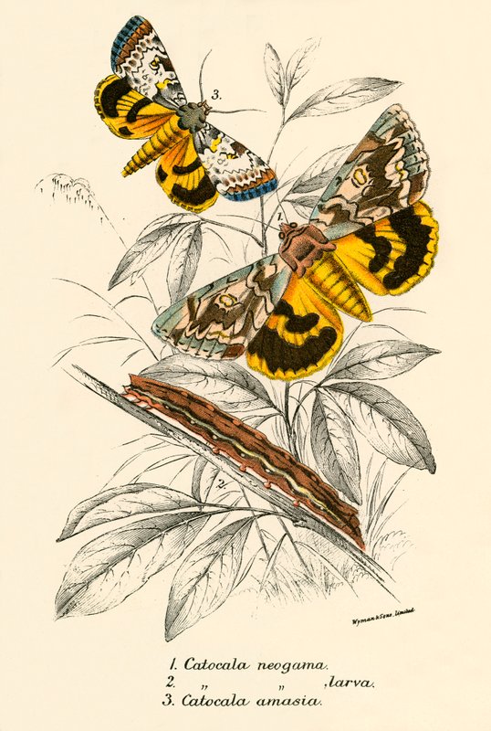 Papillons - English School