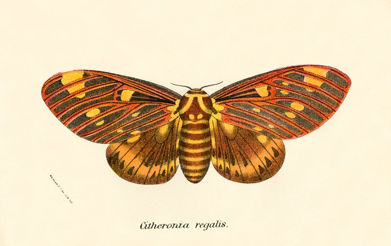 Papillons - English School