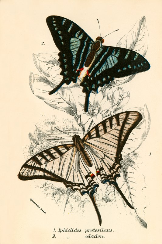 Papillons - English School