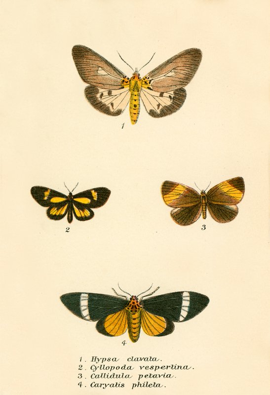 Papillons - English School