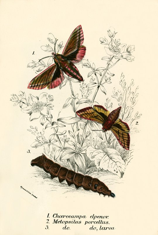 Papillons - English School