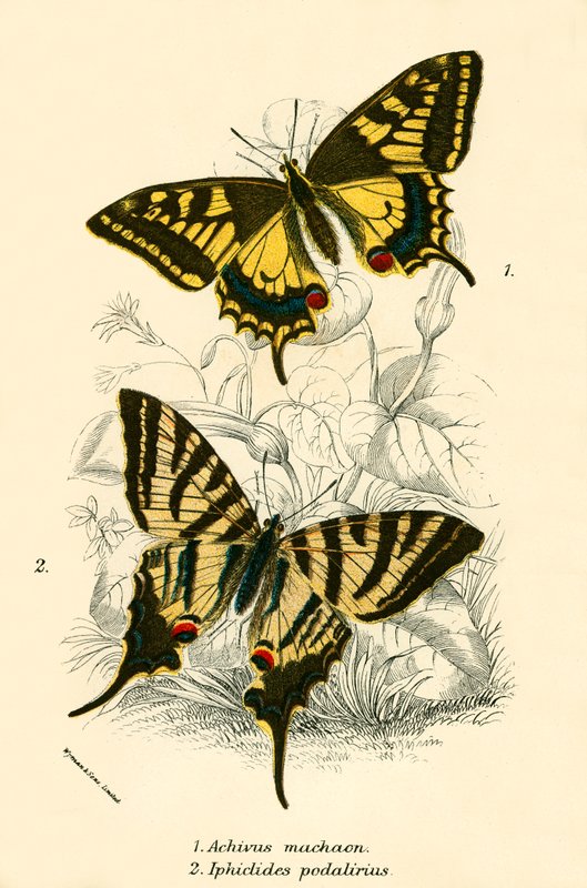 Papillons - English School