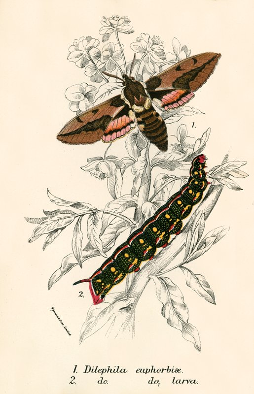 Papillons - English School