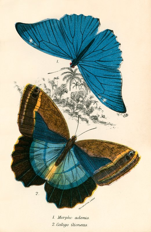 Papillons - English School