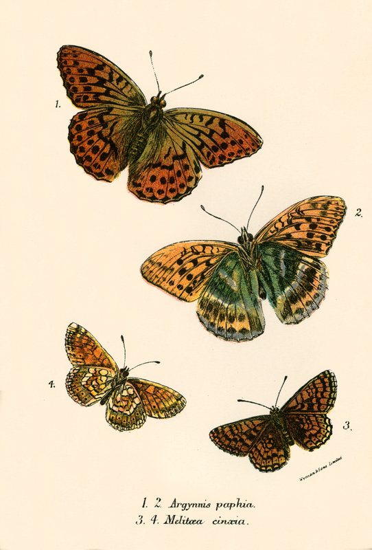 Papillons - English School