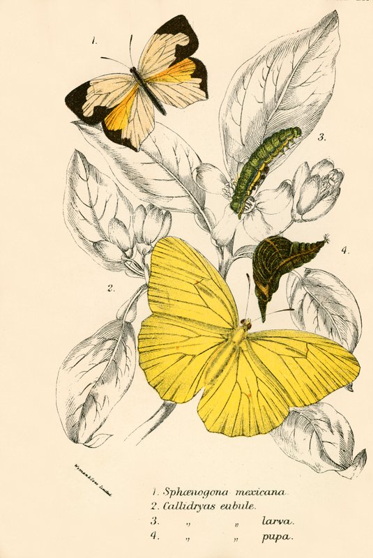 Papillons - English School