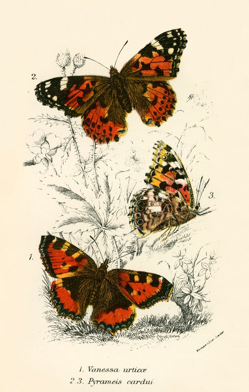 Papillons - English School