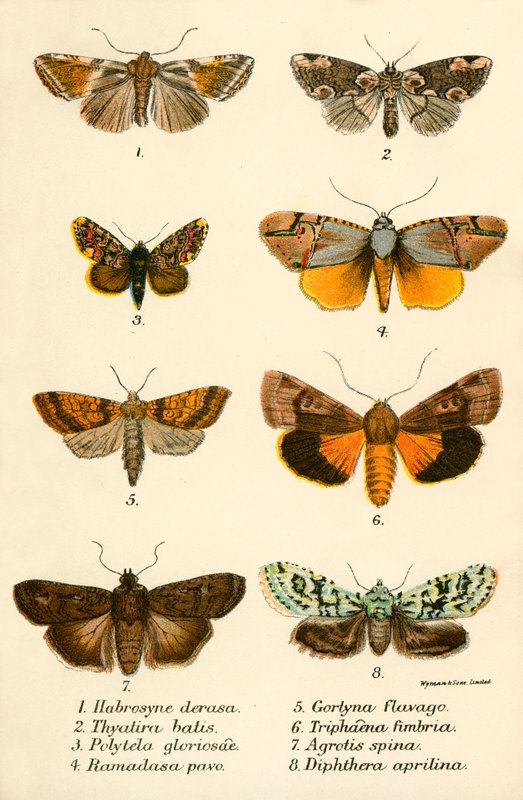 Papillons - English School