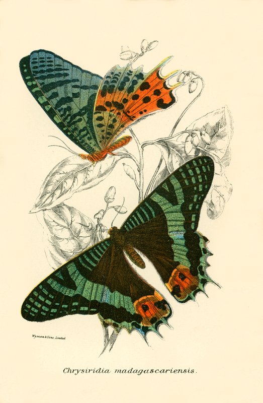 Papillons - English School