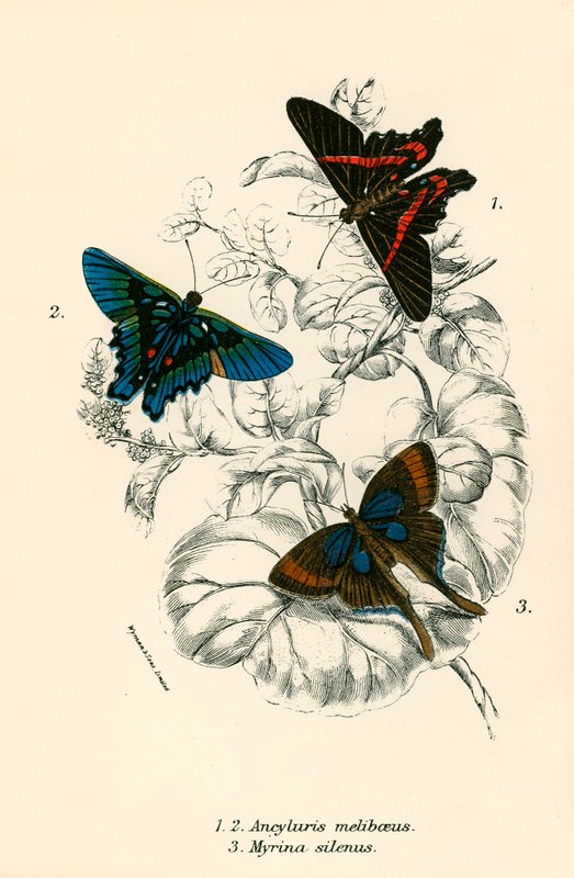 Papillons - English School
