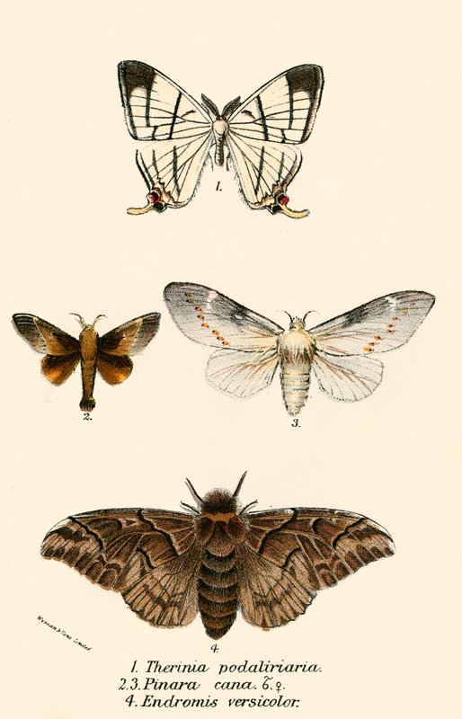 Papillons - English School