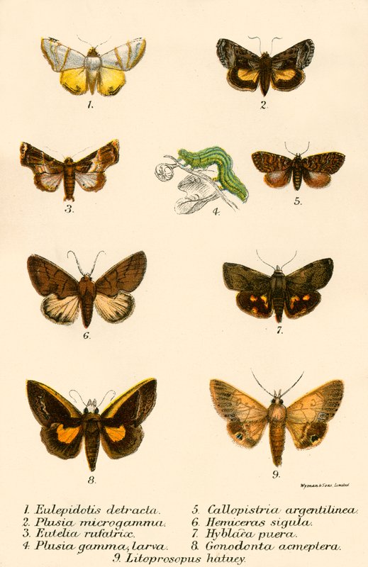 Papillons - English School