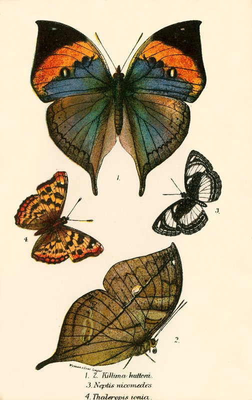 Papillons - English School