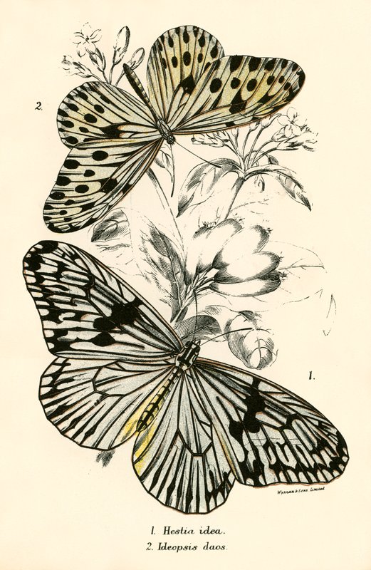 Papillons - English School