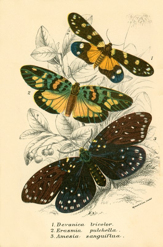 Papillons - English School
