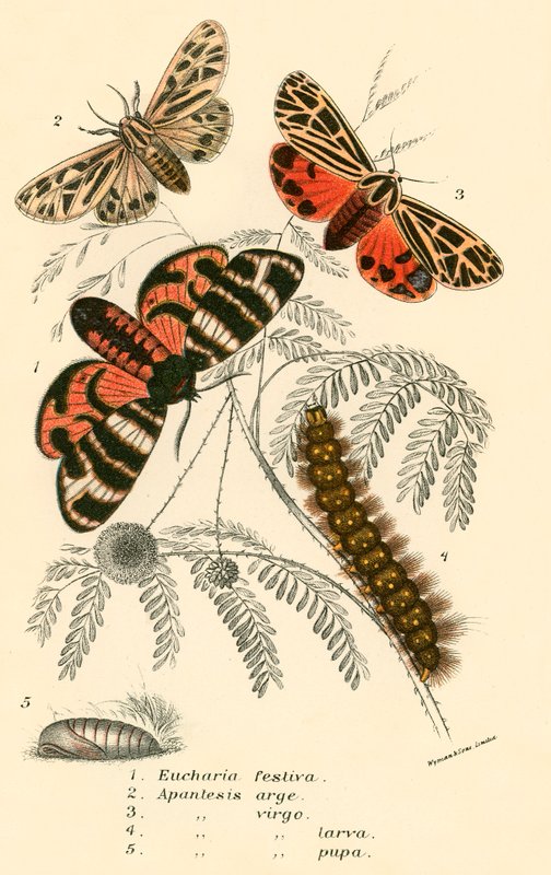 Papillons - English School