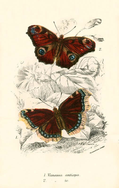 Papillons - English School