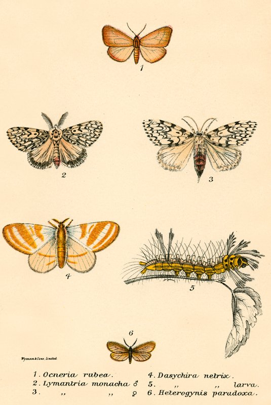 Papillons - English School