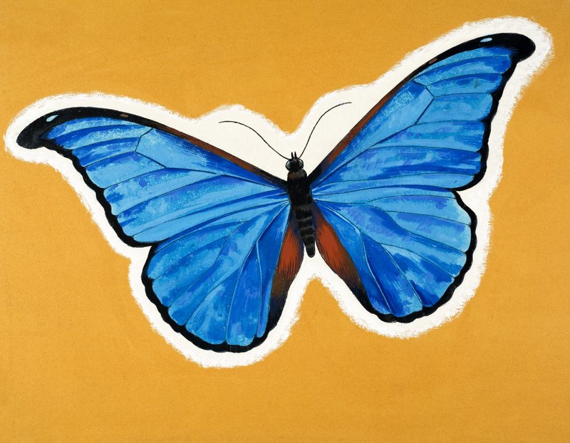 Papillon - English School