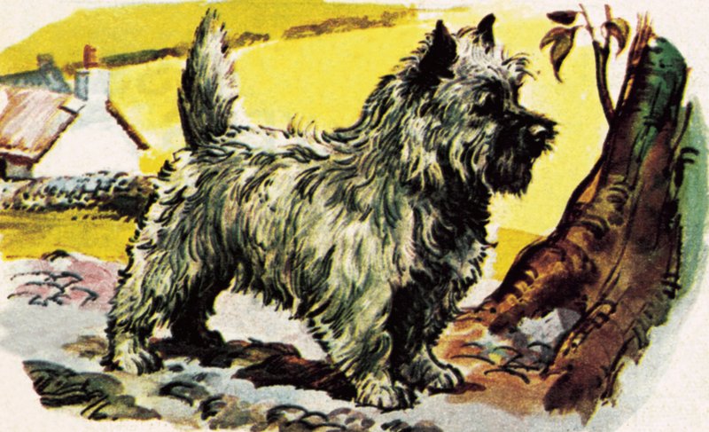 Cairn Terrier - English School