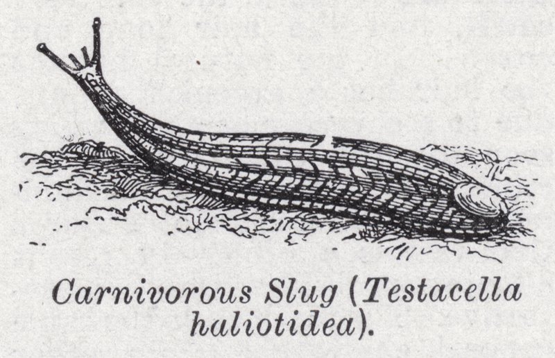 Limace carnivore, Testacella haliotidea - English School