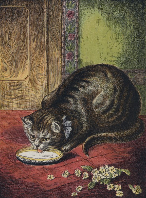 Chat buvant du lait - English School