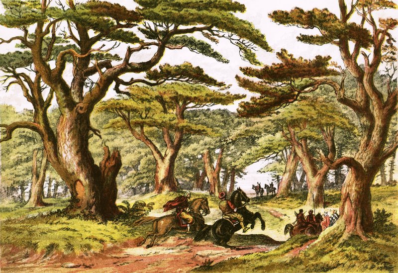 Cèdres du Liban - English School