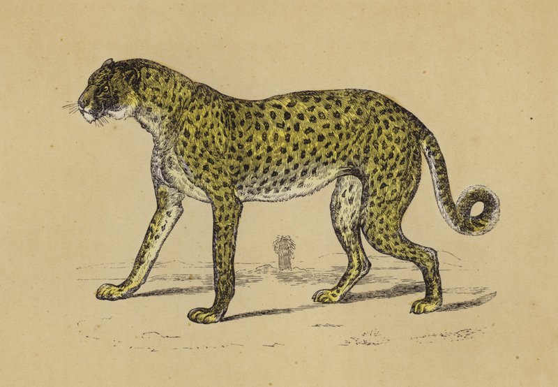 Guépard - English School