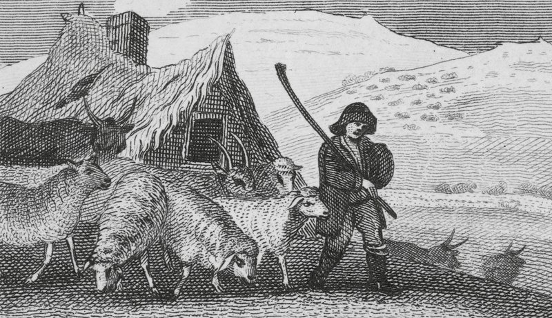 Bergers de Cheviot - English School