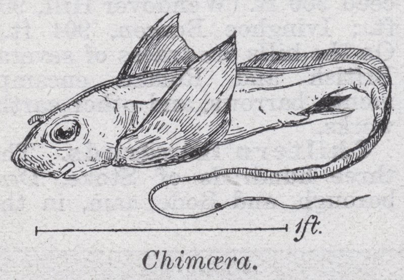 Chimère - English School