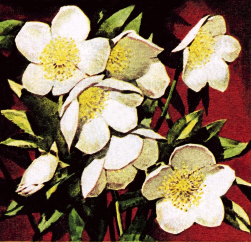 Roses de Noël - English School