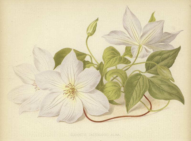 Clématite Jackmanni Alba - English School