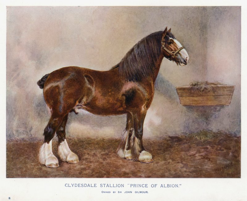 Étalon Clydesdale "Prince of Albion" - English School